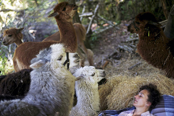 Разводчица альпак отдыхает на своей ферме вблизи Бенфейта. Португалия.