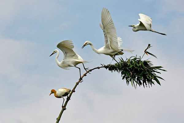 Белые цапли. Сонитпур, Индия.
