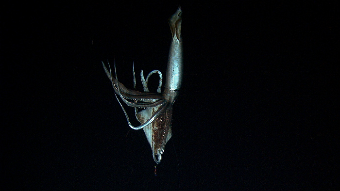 Ученые впервые смогли поймать детенышей гигантского кальмара