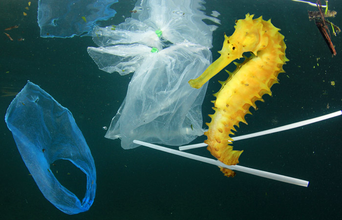 Роспотребнадзор предложил запретить пластиковые пакеты и уничтожение продуктов