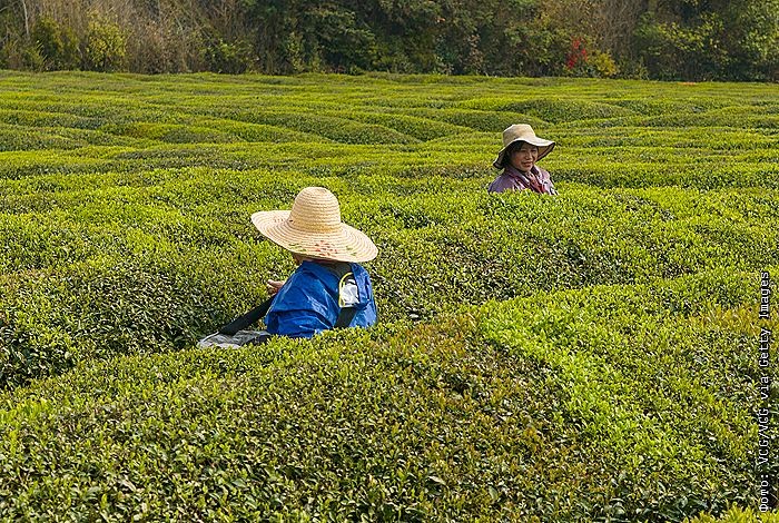 Китай в I квартале снизил экспорт чая в РФ на 14%, нарастил поставки кофе почти вдвое