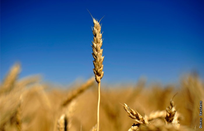 Зерновой союз признал использование в выпечке предназначенной скоту пшеницы