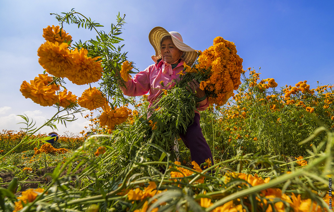 женщина держит в руках цветок бархатцев на фоне природы