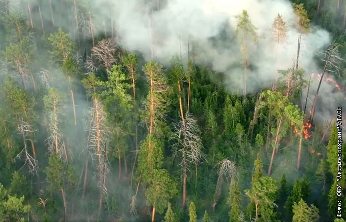 Восстановление сгоревших в Сибири лесов займет больше ста лет