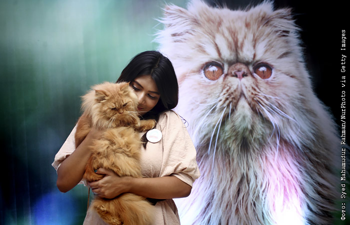 Использование обонятельной памяти собак