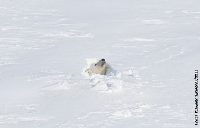 Экологи заявили об ухудшении условий в Арктике из-за глобального потепления
