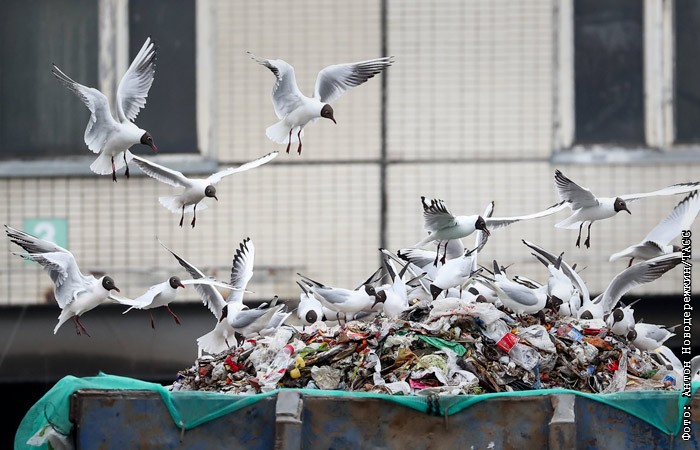 Тарифы на вывоз мусора до конца года могут вырасти примерно на 5%