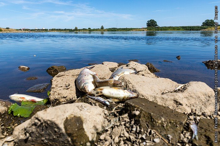 Власти Польши обещают миллион злотых за данные о виновниках загрязнения реки Одер