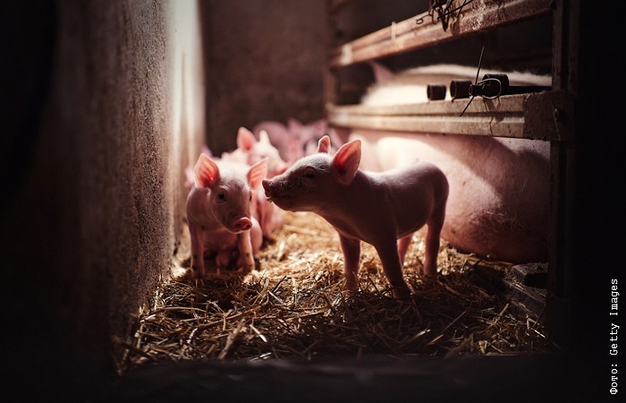 Китай разрешил поставки свинины из РФ на свой рынок