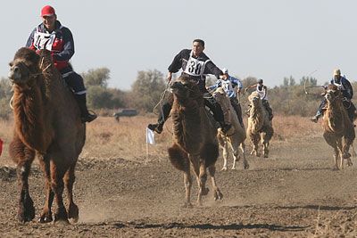 Верблюжьи бега прошли в Астраханской области