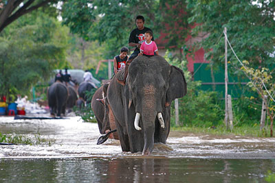Таиланд пересел на слонов