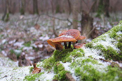 В Подмосковье зимой появились грибы