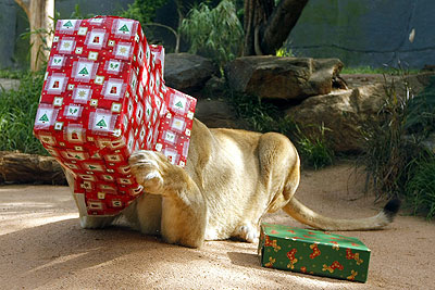 Звери в зоопарке Сиднея получают рождественские подарки