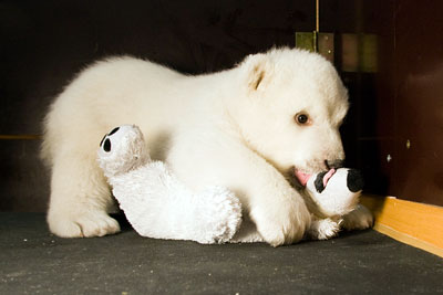 Белый медвежонок Снежинка в зоопарке Нюрнберга