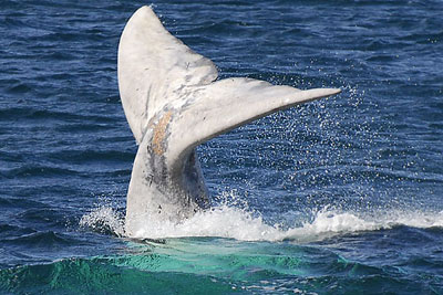 Общественность Австралии взволнована - киты