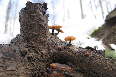 В Красногорске выросли грибы