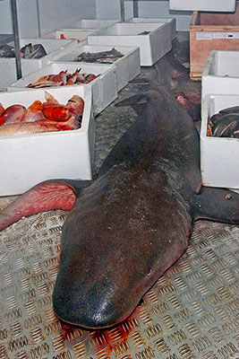На сочинской таможне погибли рыбы, привезенные для океанариума