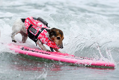 Собачий сёрфинг в Калифорнии