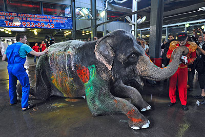 Слониху, расписанную красками на карнавале, отмыли на автомойке