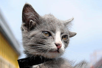 Во Владивостоке родился котенок с четырьмя ушами