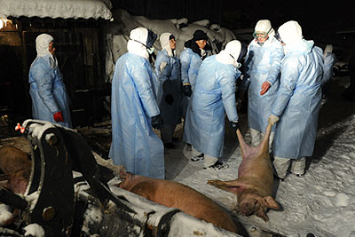 Вспышка африканской чумы свиней в Ленинградской области