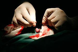 Нобелевская премия за вирусы