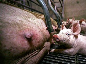 Вирус в Ставрополье