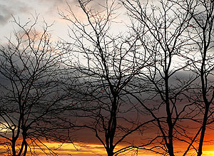 Потепление вместо снега