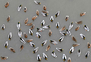 Зимы не будет, или как Москва превратилась в тропики