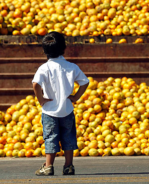 Саакашвили заверил цитрусоводов в миролюбии