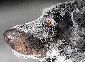 Дезертиры на войне с петардами