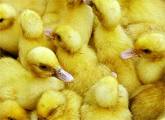 "Поддержи сборную", стань "гусем"