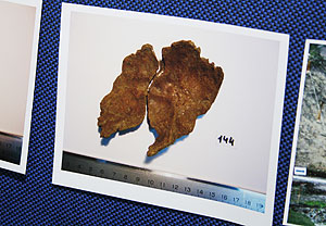 Дело о царских останках: точка или запятая?