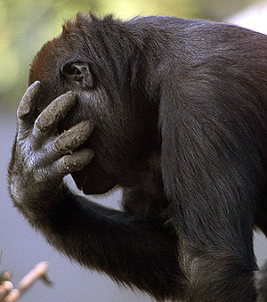 Белорусское "Нечто"