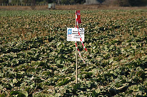 Экологи празднуют олимпийскую победу