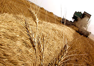 С зерном на экспорт