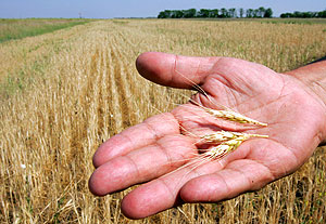 "Зерновой" саммит Медведева