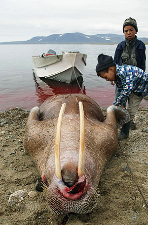 Смерть моржей: кто виноват?