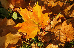 Столицу ждет потепление