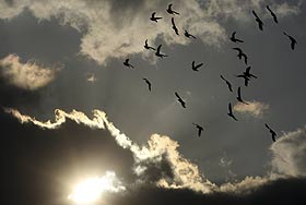 Дурные вести?