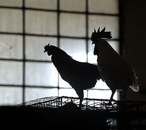 Доллар и евро - новые максимумы