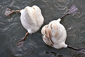 В рубле от дна