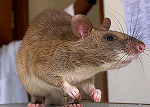 Дело о крысином нападении