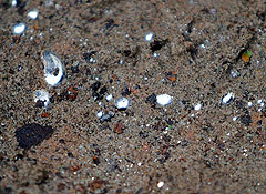 "Ашан" закрыт из-за ртути