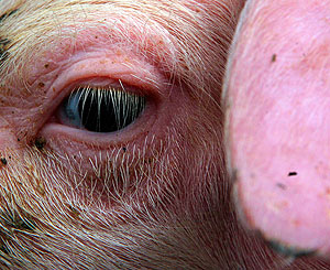 Грипп как репетиция