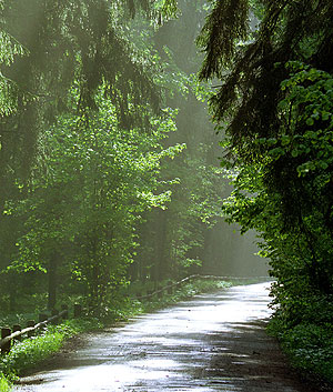 Заблудились в лесу