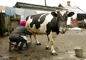 Молоко с серьезными проблемами