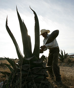 Что в кактусе тебе моем?