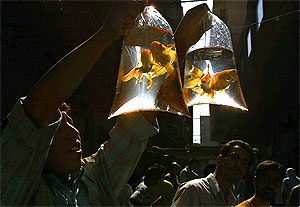 Первая персональная