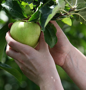 Сколько стоил август